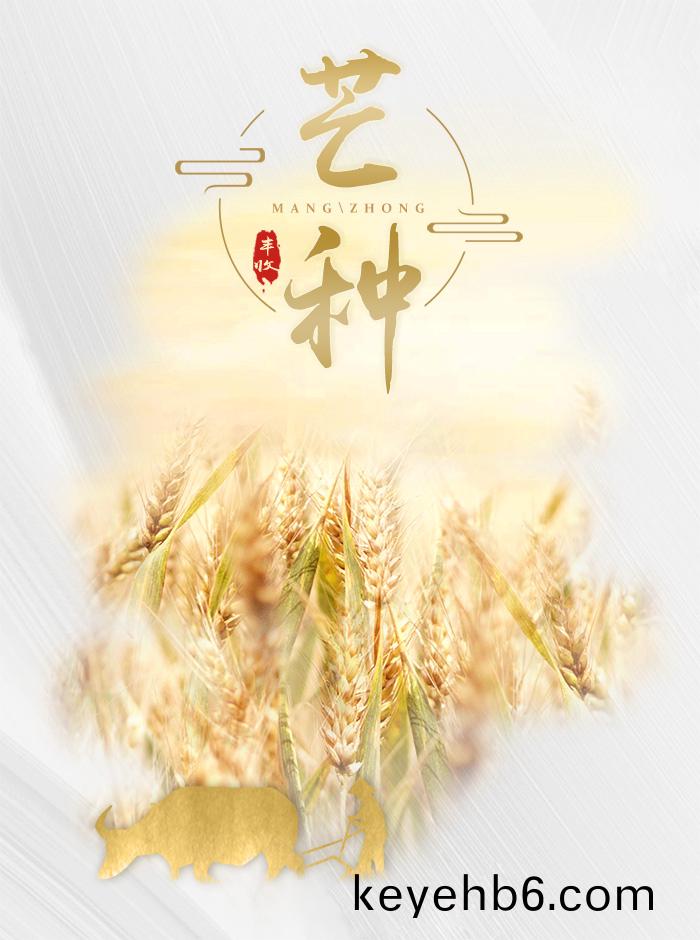 芒(mang)種(zhong)